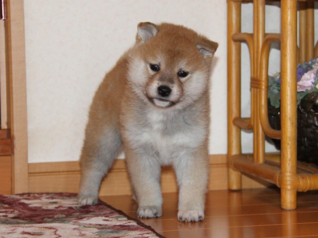 IMG_8856-shibainu-koinu IMG_8856-shibainu-koinu