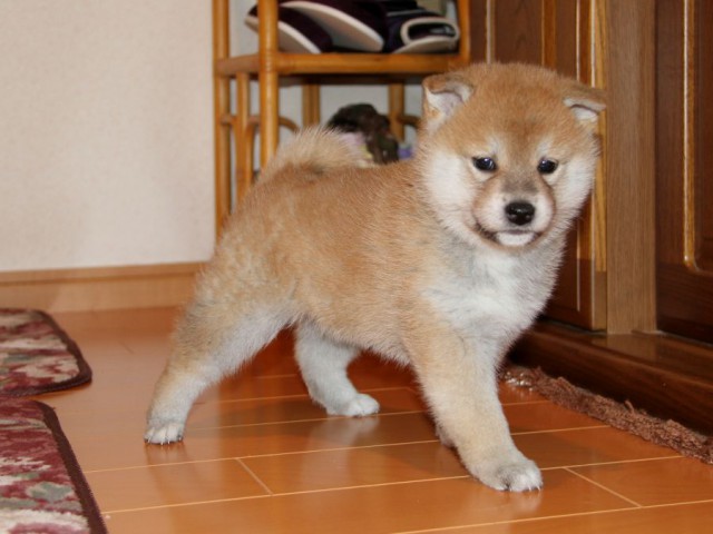 IMG_8859-shibainu-koinu IMG_8859-shibainu-koinu