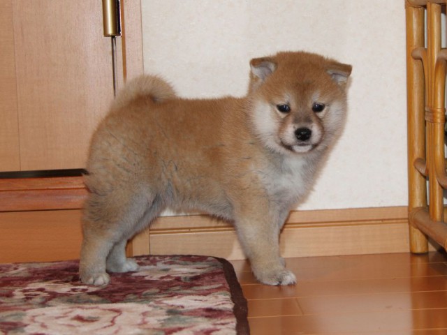 IMG_8868-shibainu-koinu IMG_8868-shibainu-koinu