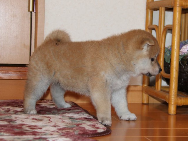 IMG_8879-shibainu-koinu IMG_8879-shibainu-koinu
