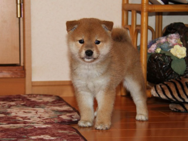IMG_8956-shibainu-koinu IMG_8956-shibainu-koinu
