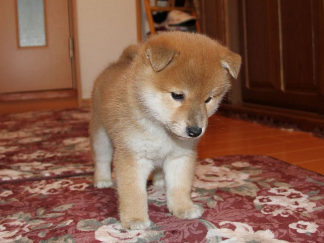 IMG_8978-shibainu-koinu IMG_8978-shibainu-koinu