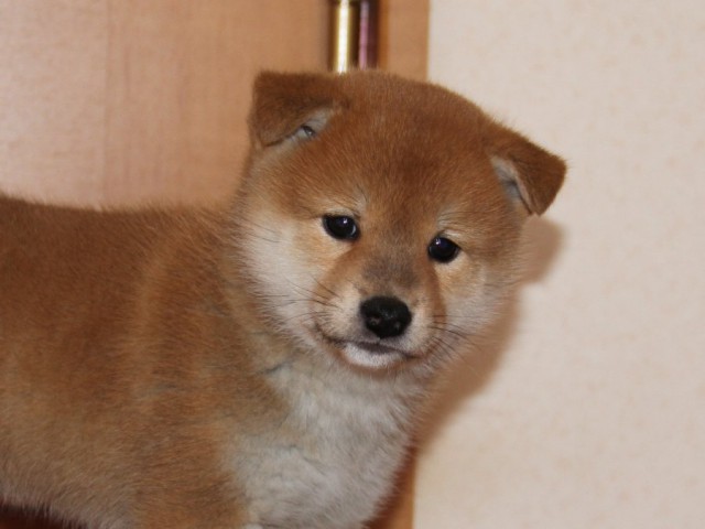 IMG_8985-shibainu-koinu IMG_8985-shibainu-koinu