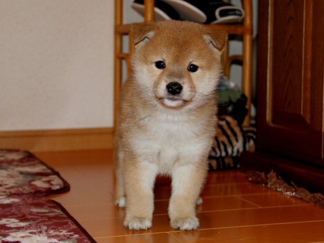 IMG_9014-shibainu-koinu IMG_9014-shibainu-koinu
