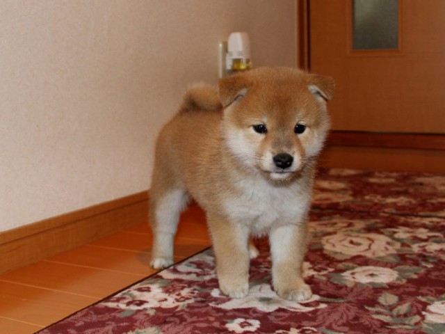 IMG_9026-shibainu-koinu IMG_9026-shibainu-koinu