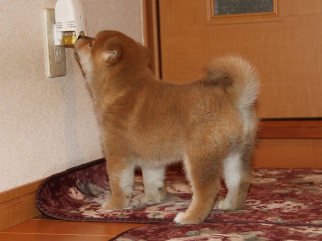 IMG_9030-shibainu-koinu IMG_9030-shibainu-koinu