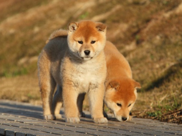 IMG_9285-shibainu-koinu IMG_9285-shibainu-koinu