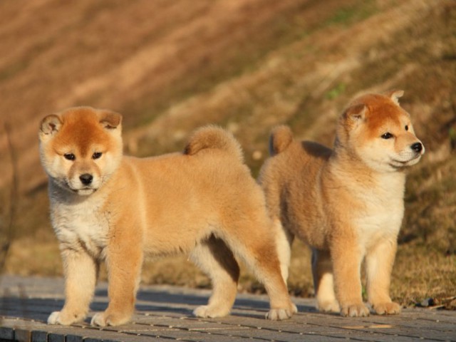 IMG_9290-shibainu-koinu IMG_9290-shibainu-koinu