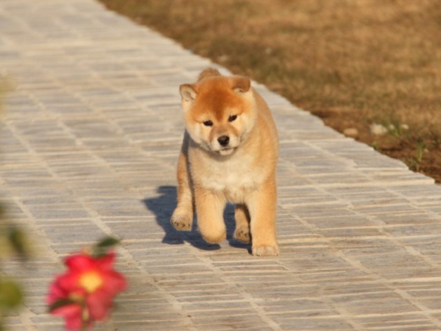 IMG_9328-shibainu-koinu IMG_9328-shibainu-koinu