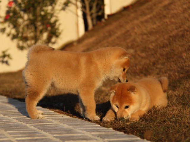 IMG_9672-shibainu-koinu IMG_9672-shibainu-koinu