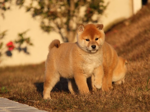 IMG_9697-shibainu-koinu IMG_9697-shibainu-koinu