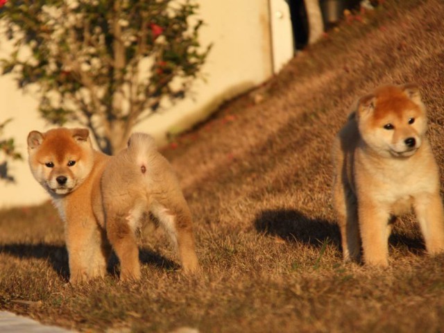 IMG_9707-shibainu-koinu IMG_9707-shibainu-koinu