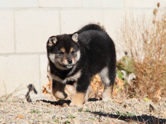IMG_9887-shibainu-koinu IMG_9887-shibainu-koinu