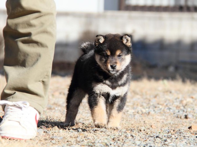 IMG_9953-shibainu-koinu IMG_9953-shibainu-koinu