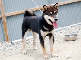 nishikiryu-shibainu
