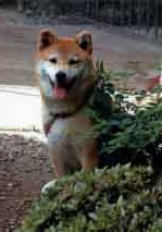 001_edited-1shiba 001_edited-1shiba