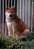 002_edited-1shiba 002_edited-1shiba