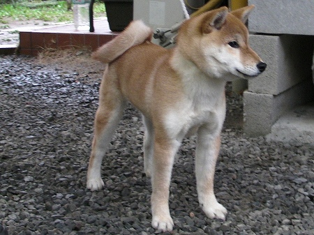 009SHIBASANY0290
