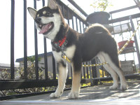 2009.04.27shiba