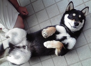 2009082009140000Shiba
