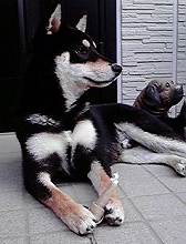 2009092009000001Shiba