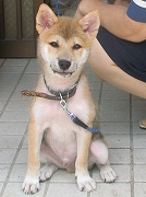 2222Shiba
