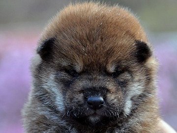 355SHIBA 355SHIBA