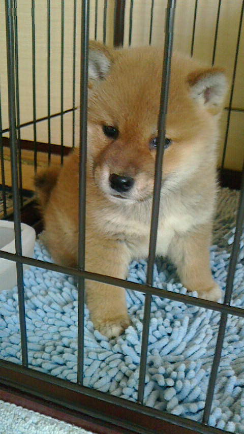 20130222まくのすけ