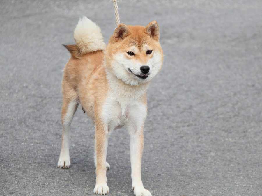 IMG_3175shibainu-puppy-shibainu%20Puppy