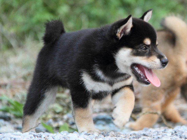 DPP_0001shiba DPP_0001shiba