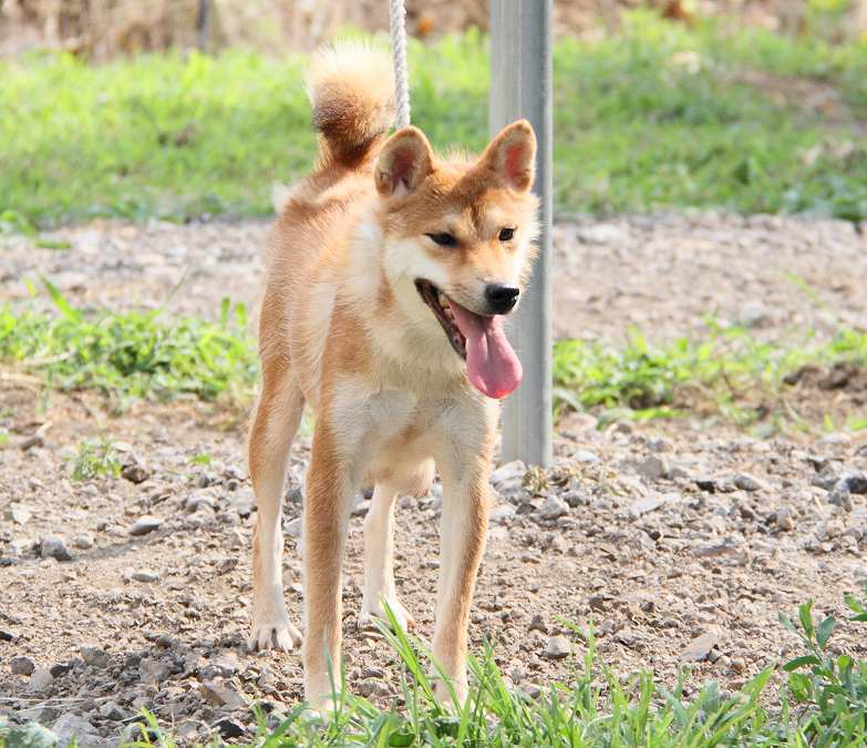 DPP_0002-shibainu Puppy