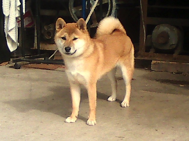 DPP_0002-shibainu haha