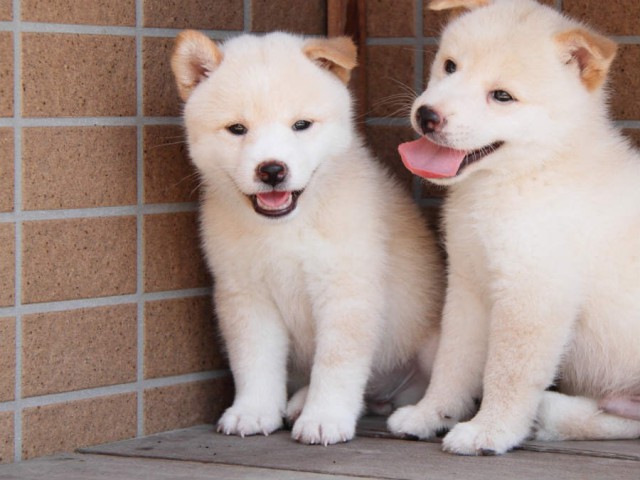 DPP_0002shiba DPP_0002shiba