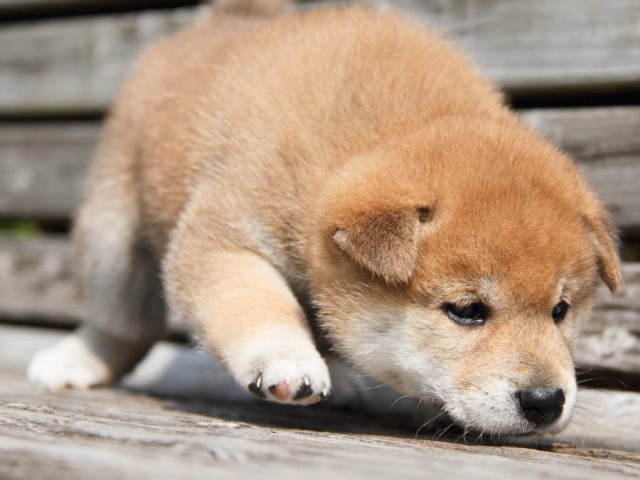DPP_0002shiba DPP_0002shiba