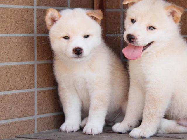 DPP_0003shiba DPP_0003shiba