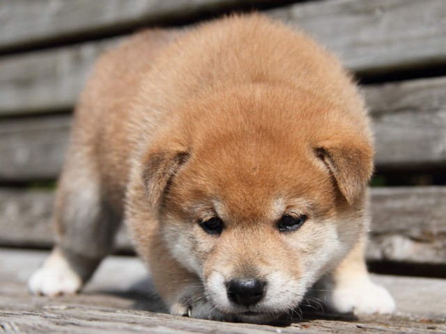 DPP_0003shiba DPP_0003shiba