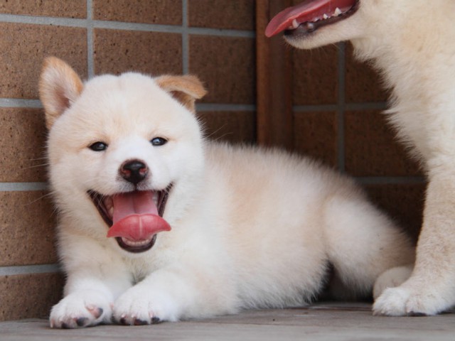 DPP_0004shiba DPP_0004shiba