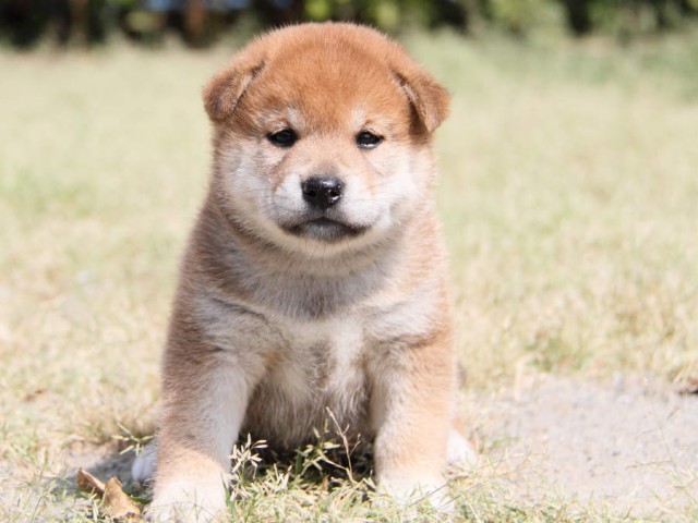 DPP_0004shiba DPP_0004shiba