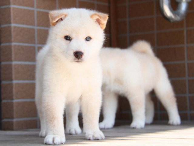 DPP_0005shiba DPP_0005shiba
