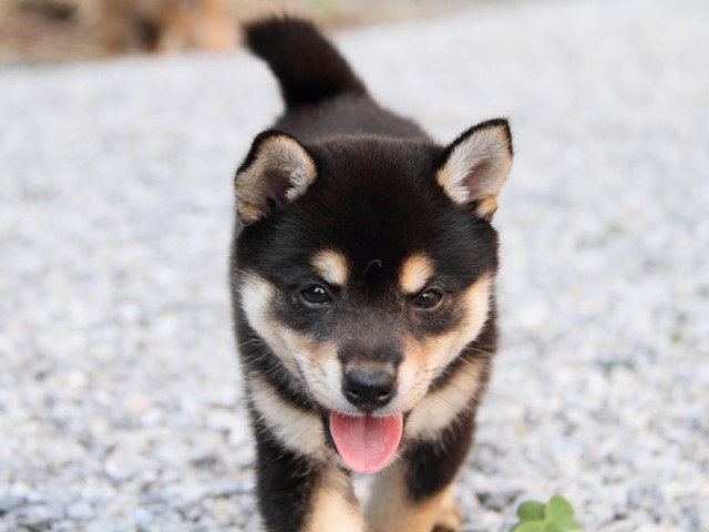DPP_0005shiba DPP_0005shiba