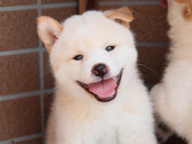 DPP_0007shiba DPP_0007shiba