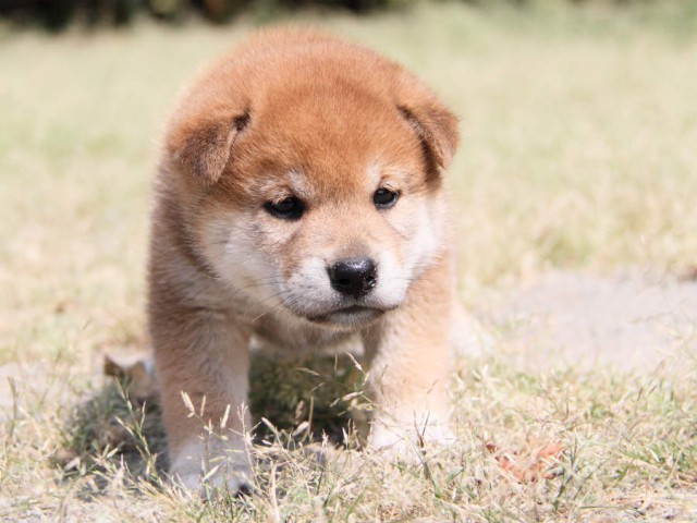 DPP_0008shiba DPP_0008shiba