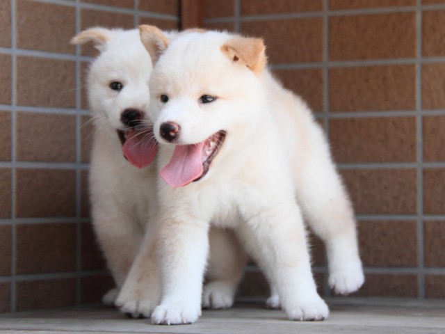 DPP_0010shiba DPP_0010shiba