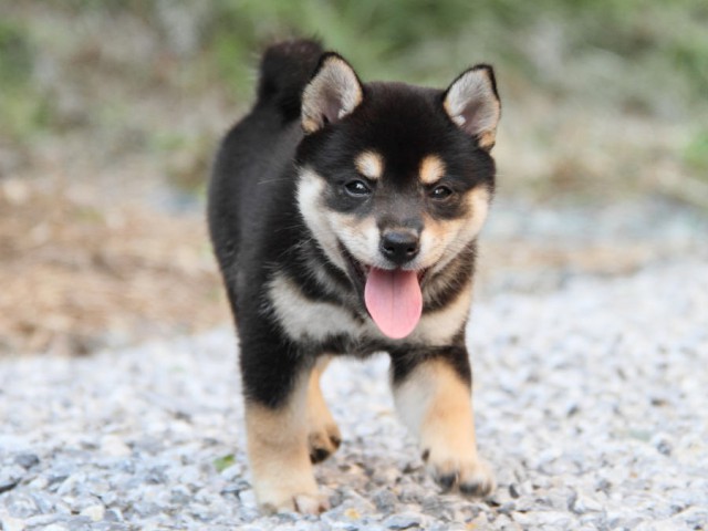 DPP_0010shiba DPP_0010shiba