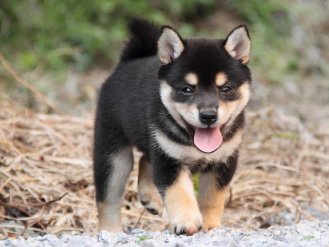 DPP_0011shiba DPP_0011shiba