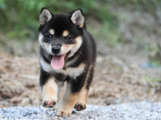 DPP_0013shiba DPP_0013shiba