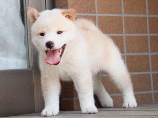 DPP_0015shiba DPP_0015shiba
