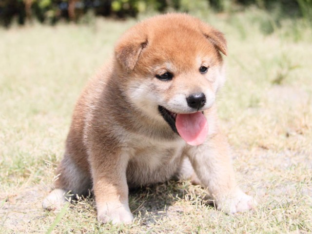 DPP_0015shiba DPP_0015shiba