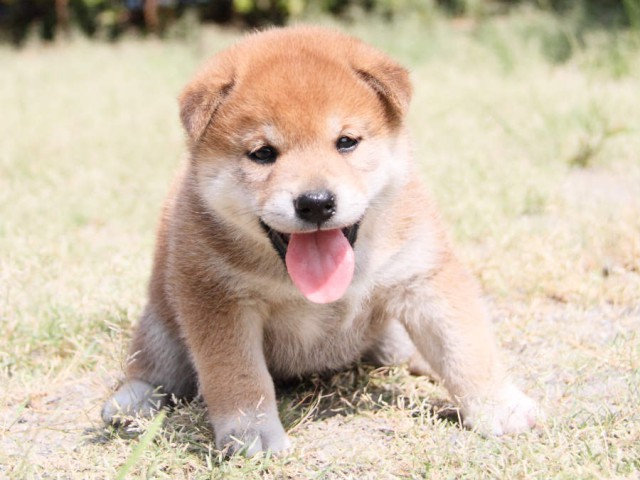 DPP_0016shiba DPP_0016shiba