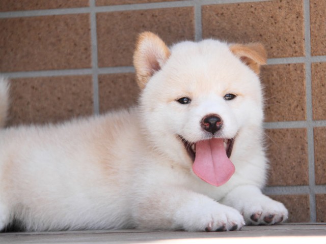 DPP_0017shiba DPP_0017shiba